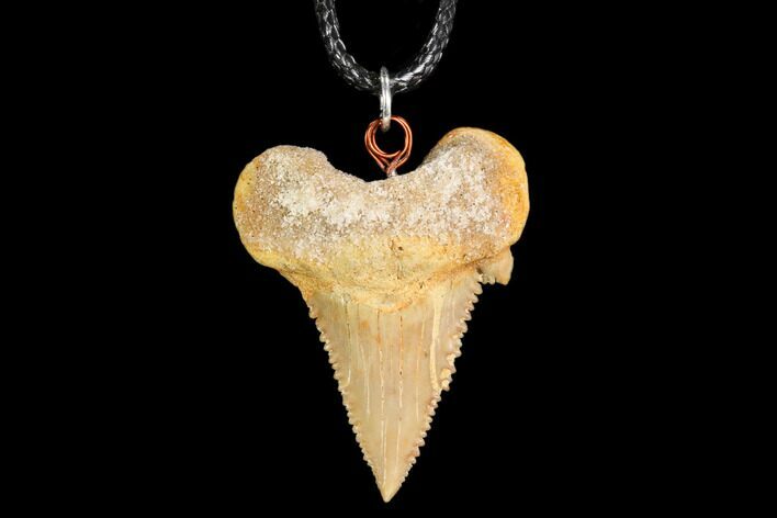 Fossil Shark (Palaeocarcharodon) Tooth Necklace -Morocco #110017